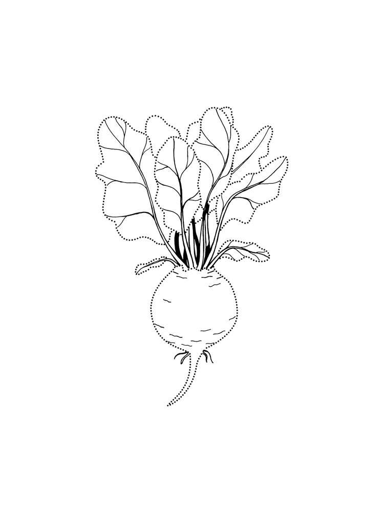 Beet coloring pages. Download and print Beet coloring pages