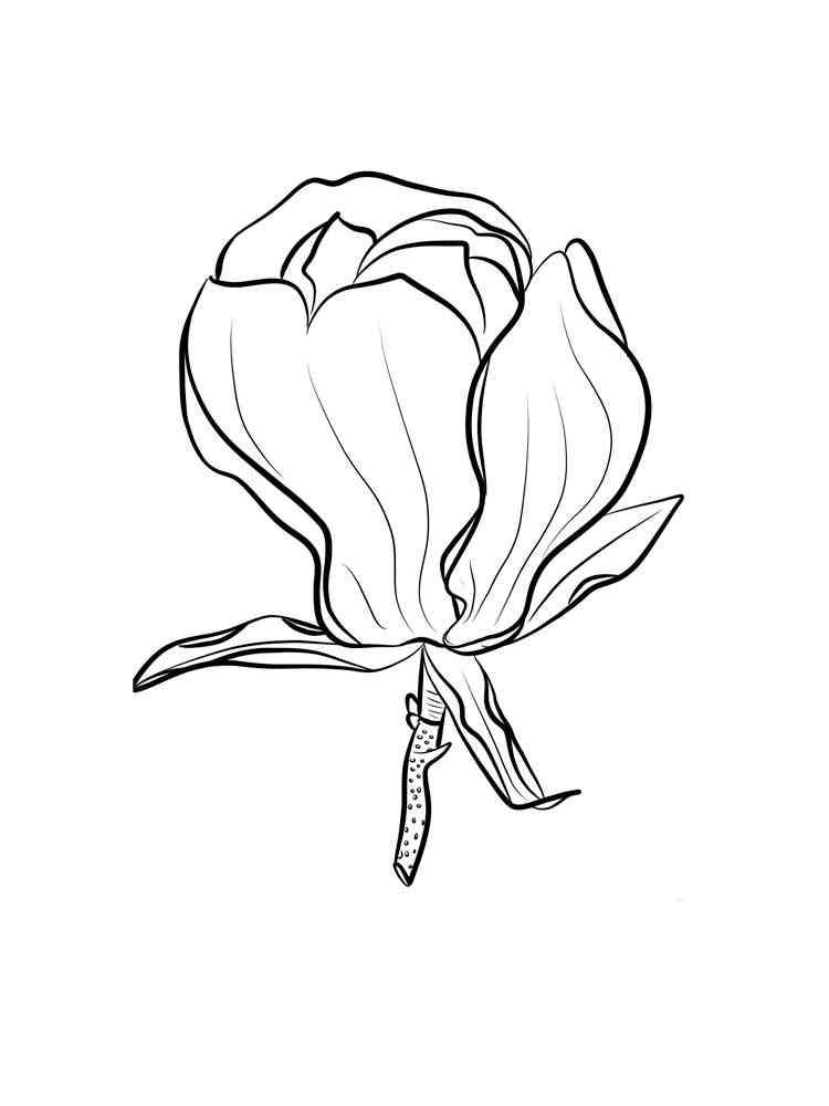 Magnolia coloring pages. Download and print Magnolia coloring pages