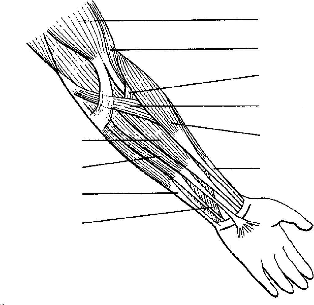Anatomy Coloring Pages Splendi Human Muscle For Kids Body Book Printable –  Stephenbenedictdyson