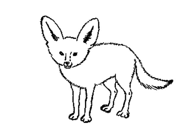 Drawing Desert Fox Coloring Pages - NetArt | Fox coloring page, Coloring  pages, Online coloring pages