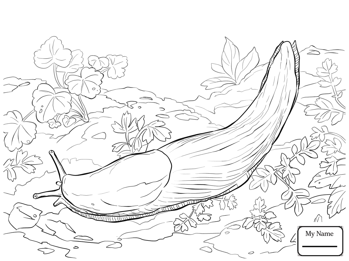 Lettuce Sea Slug coloring page - Free Coloring Library