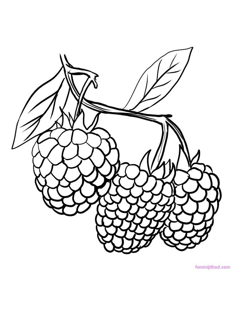 raspberry coloring pages. Raspberries are the fruit of the family of  berries which have very beau… | Coloring pages, Fruit coloring pages,  Vintage floral wallpapers