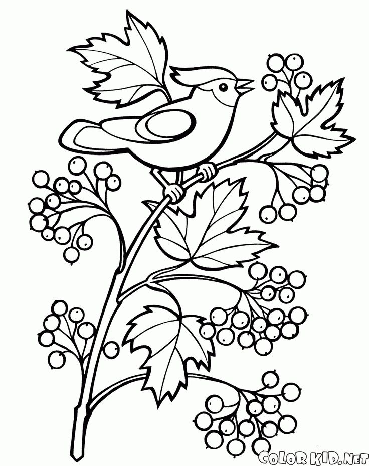 Coloring page - Bush viburnum | Раскраски, Раскраски с цветами,  Книжка-раскраска