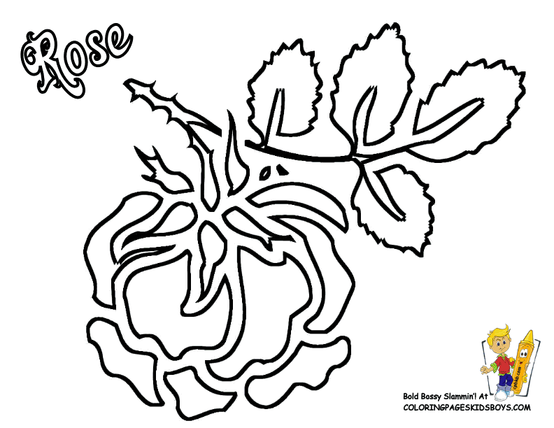 Flowers Coloring Pages | Roses | Free| Rose Flower |Rose Coloring 