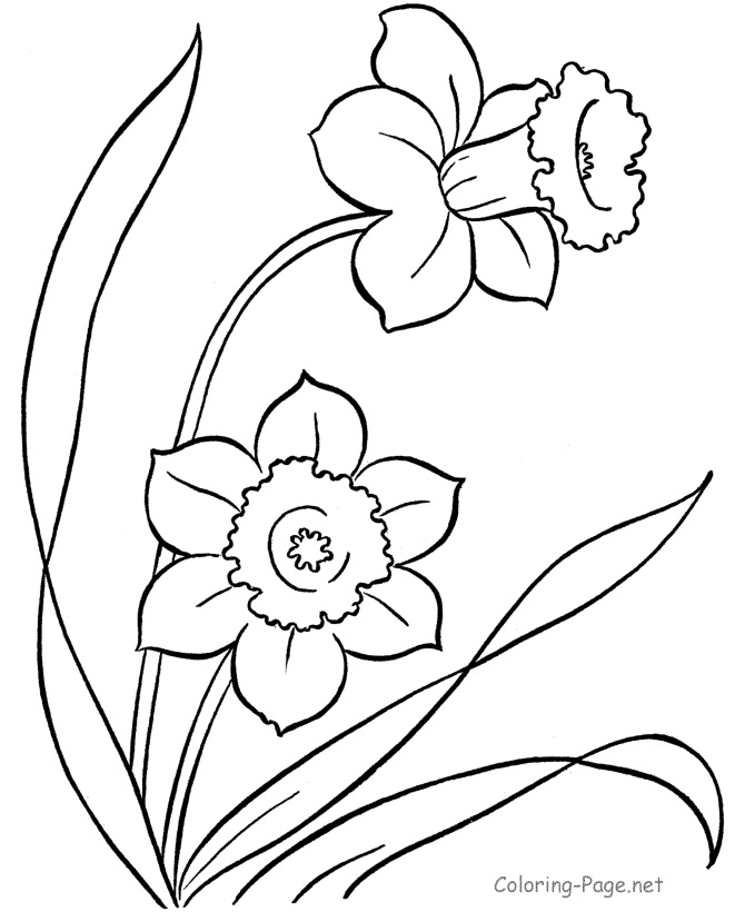 Spring coloring page - daffodils! :) | Education