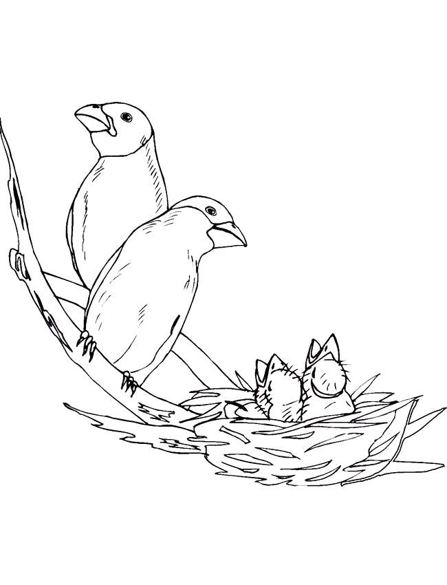 Birds-Nest-Coloring-Page-for-kids-1661 | COLORING WS