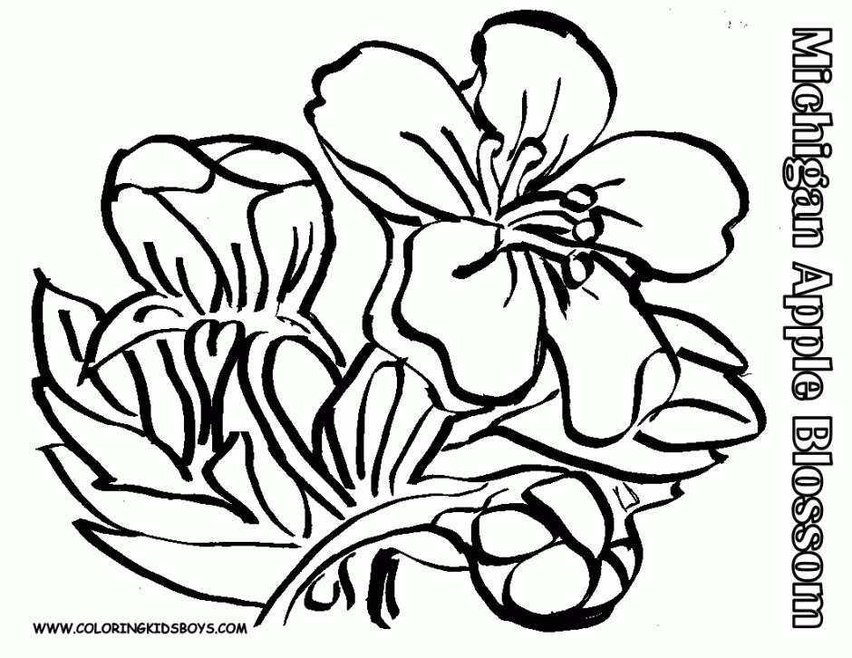 Indian Jasmine Flower Coloring Page Kids Coloring Pages 251941 