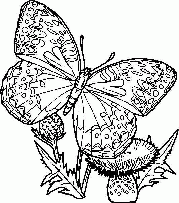 Butterflies | Free Printable Coloring Pages 