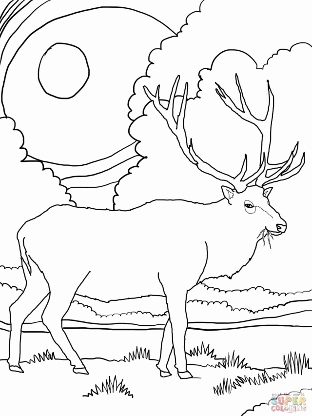 Deer Coloring Pages Coloring Book And Pictures For Free 158751 