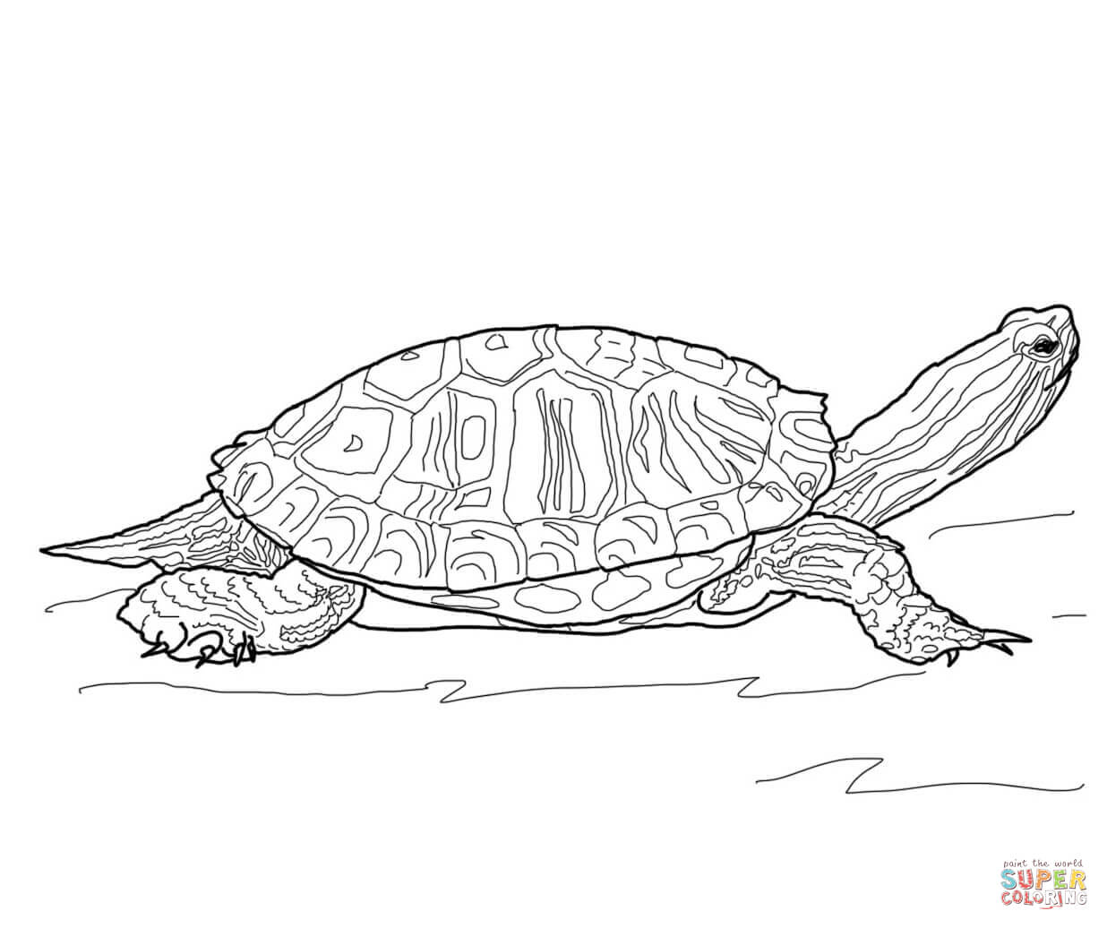 Red-Eared Slider Turtle coloring page | Free Printable Coloring Pages