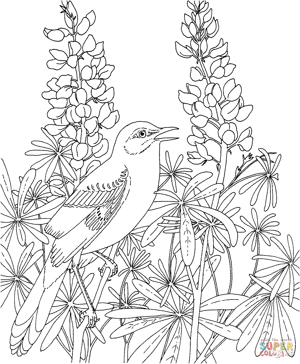 Mockingbird and Bluebonnet Texas State Bird and Flower | Bird coloring pages,  Flower coloring pages, Garden coloring pages