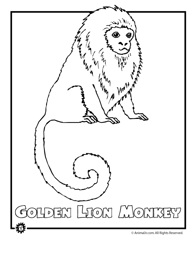 Rainforest Animal - Coloring Pages for Kids and for Adults