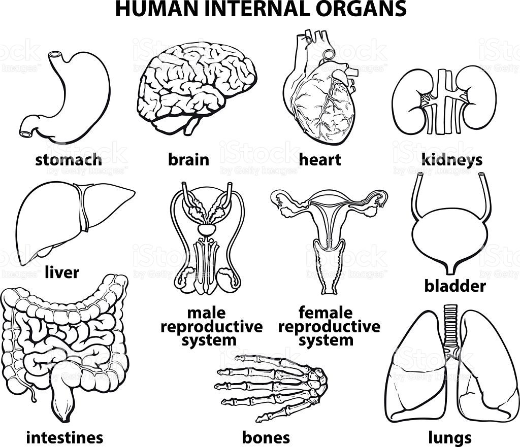 Image result for human anatomy line drawings | Organs, Body anatomy,  Medical illustration