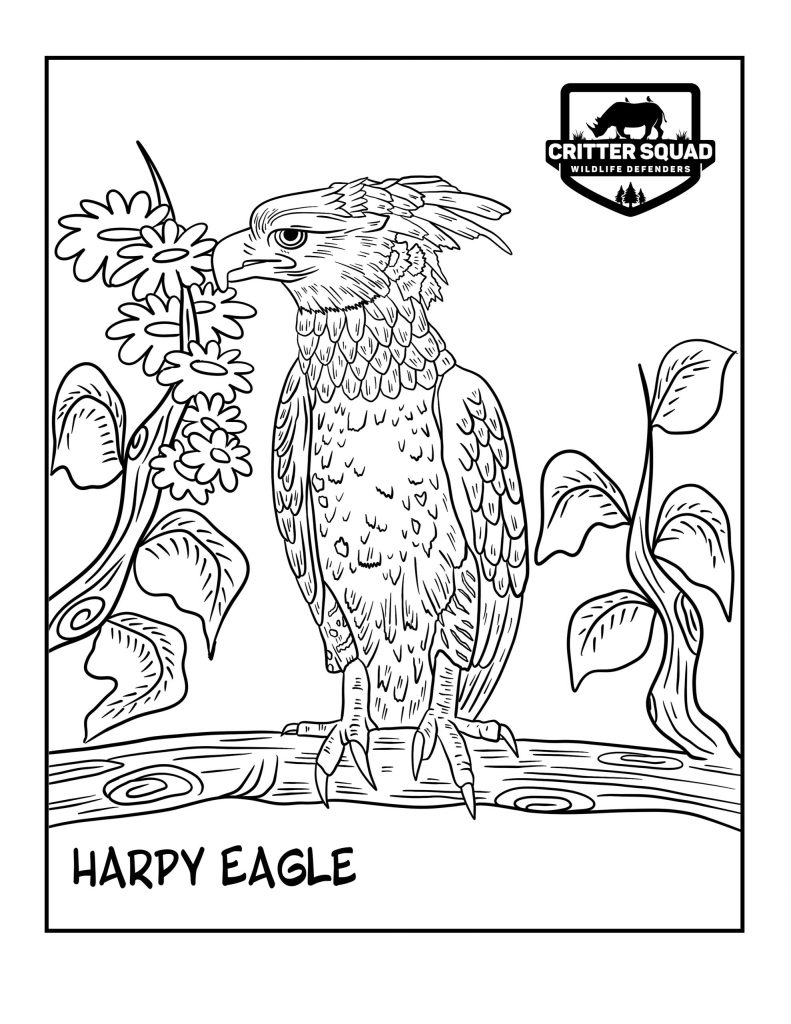 Bird Coloring Pages - C.S.W.D