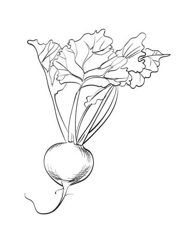 Kids-n-fun.com | Coloring page Vegetables Beet 2