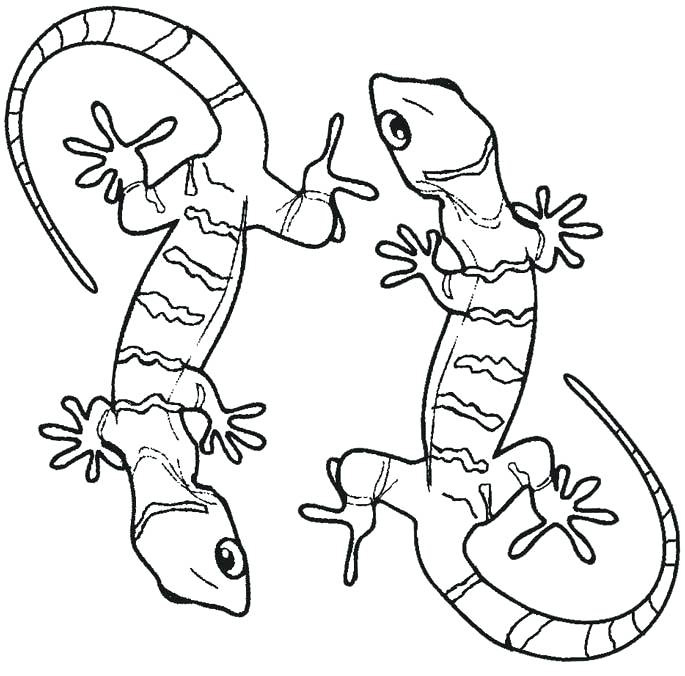 Gecko Coloring Pages - Best Coloring ...bestcoloringpagesforkids.com