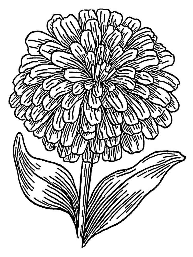 Marigold Flower coloring pages. Download and print Marigold Flower coloring  pages