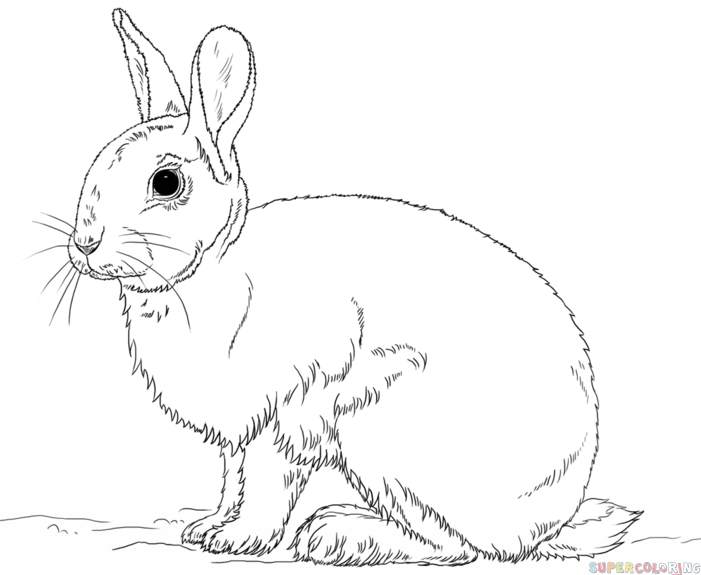 How to draw a rabbit | Step by step Drawing tutorials