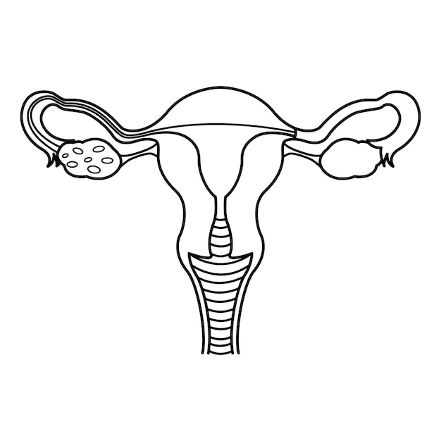 Female reproductive system for coloring