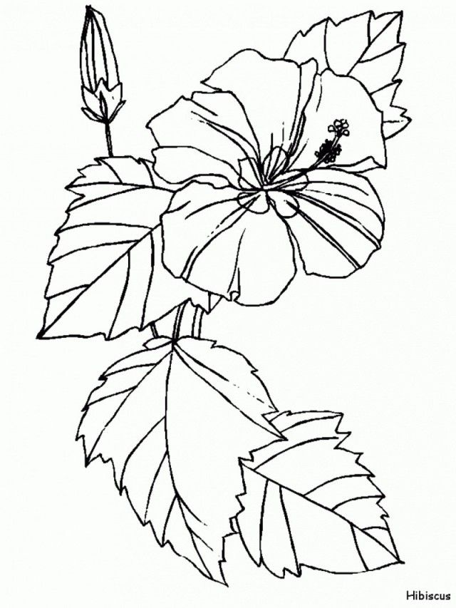 Hawaiian Flowers Coloring Pages Printable 183139 Hawaiian Flowers 