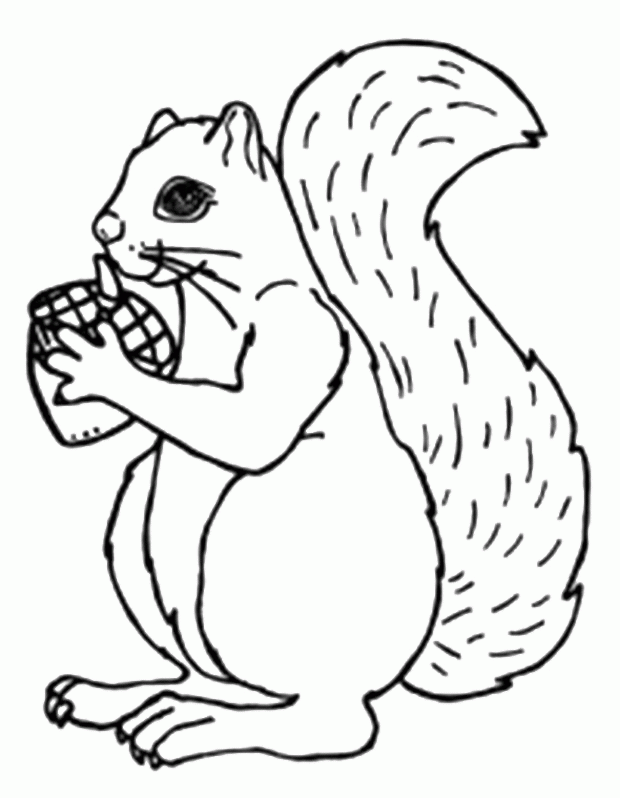 Squirrel Love Acorn Coloring Pages - Animal Coloring Coloring 