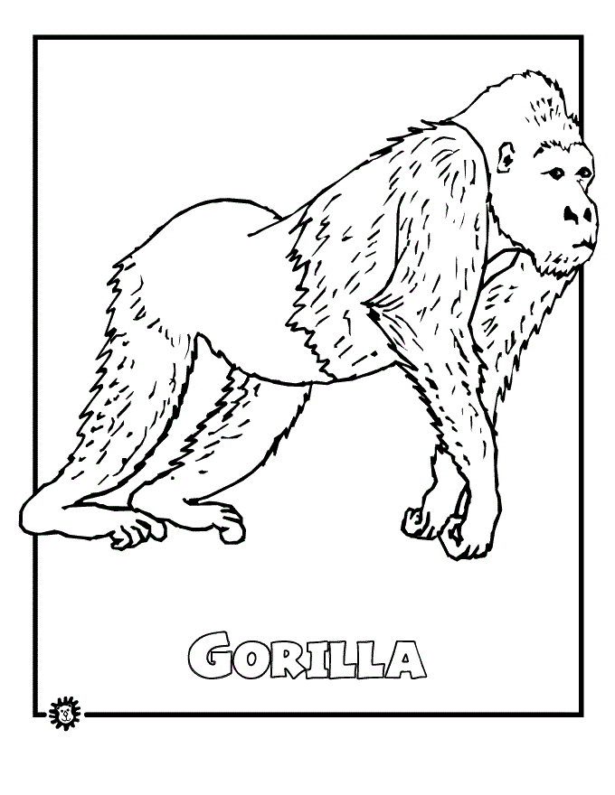 Rainforest Coloring Pages for Kids- Printable Coloring Book Pages