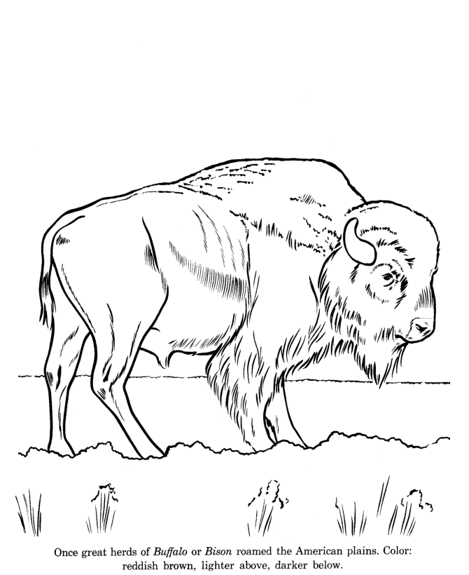 Wild Bison drawing and coloring page | Coloring Pages