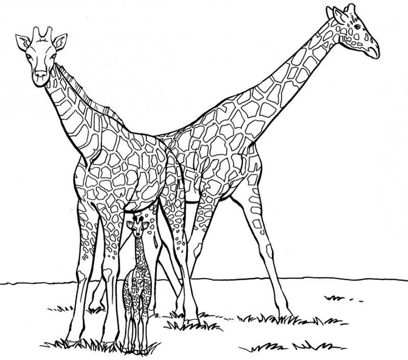 Family Giraffe Coloring For Kids - Kids Colouring Pages
