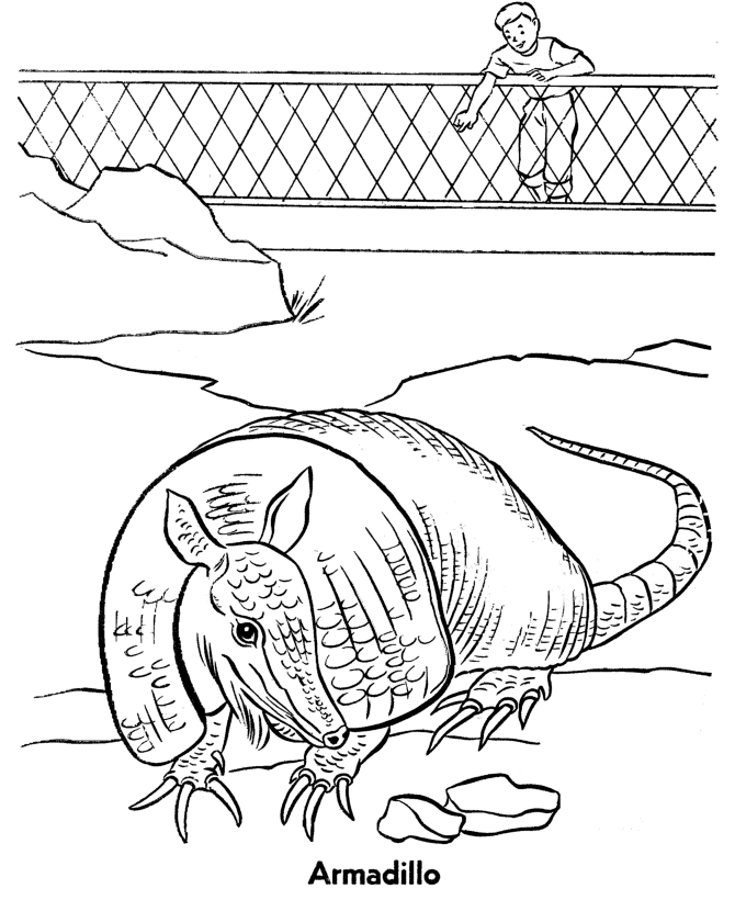 Zoo Animal Coloring Pages | Zoo Armadillo Exhibit Coloring Page 