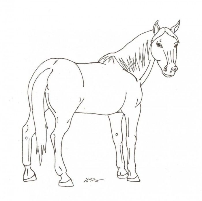 Arabian Horse Coloring Pages Print