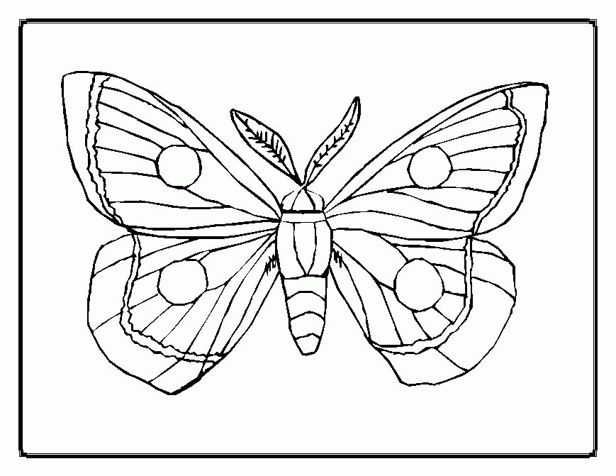 Butterfly Coloring Pages 2 ~ Butterfly Beautiful Pictures