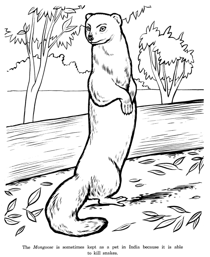 Animal Drawings Coloring Pages | Mongoose animal identification 