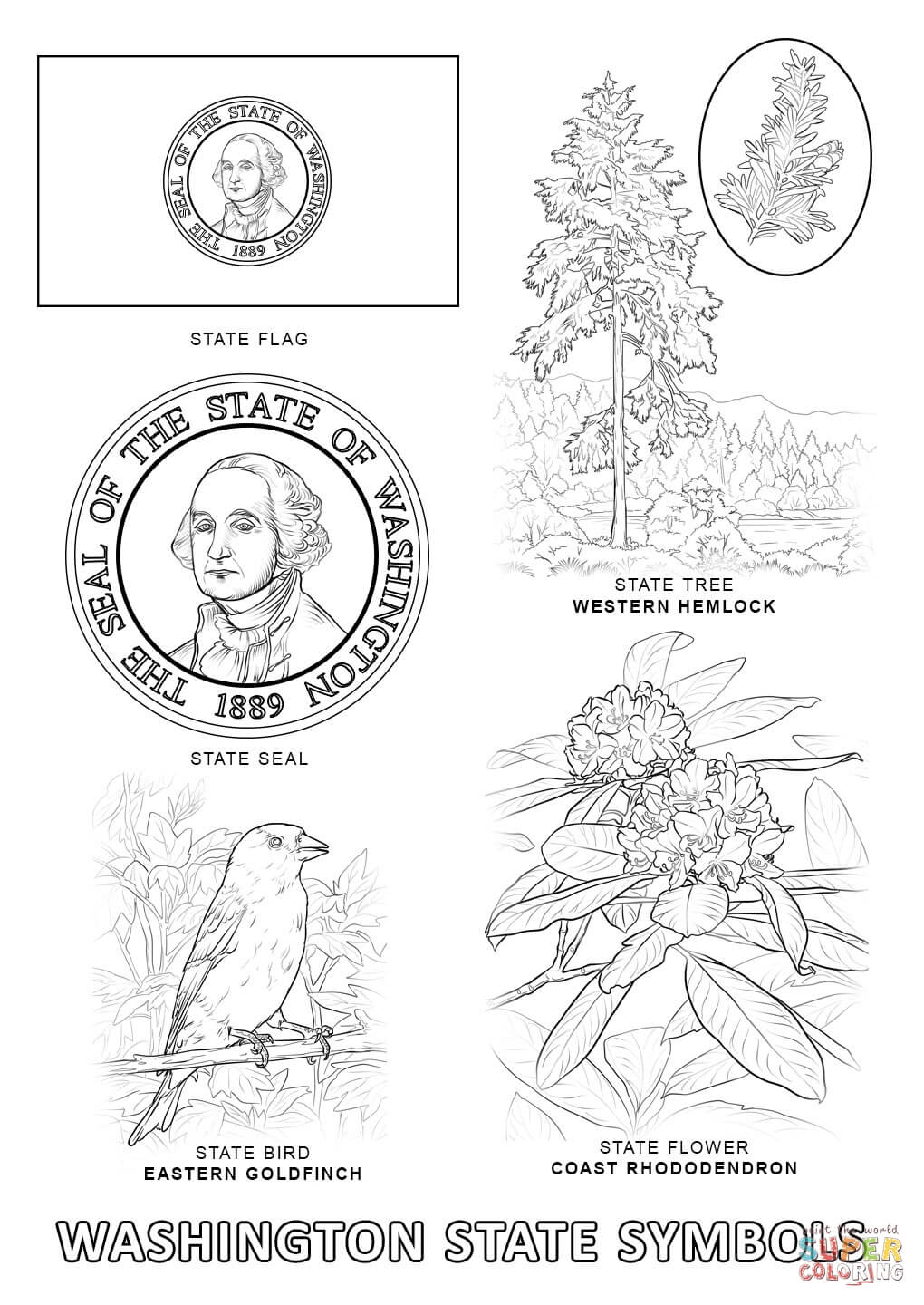 Washington State Tree Coloring Page - High Quality Coloring Pages