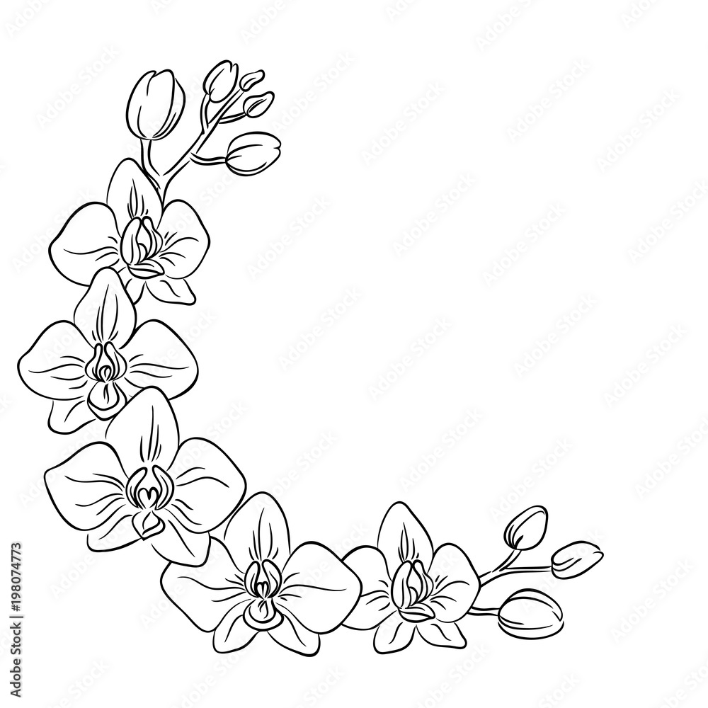 vector contour orchids flower half circle frame border coloring book Stock  Vector | Adobe Stock