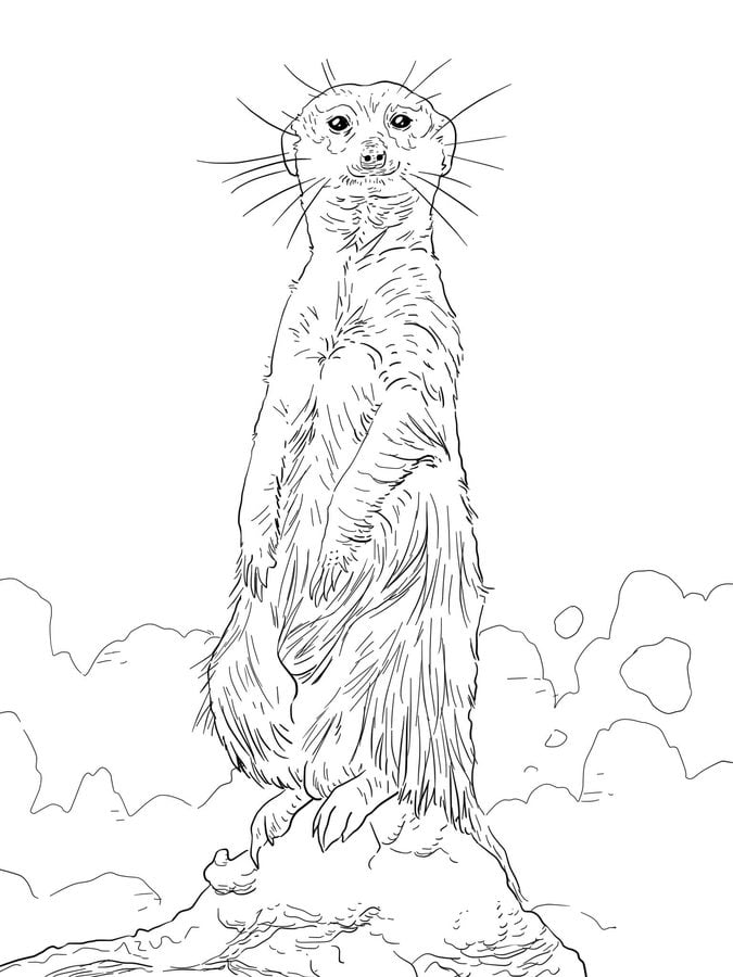 Coloring pages: Meerkats, printable for kids & adults, free