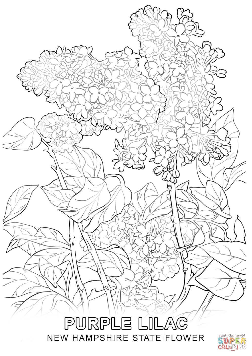 New Hampshire State Flower coloring page | Free Printable Coloring Pages