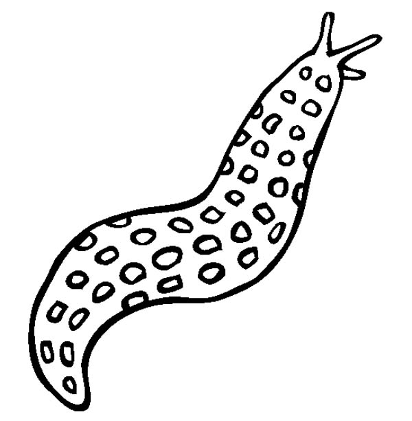 How to Color Slimmy Sea Slug Sea Animals Free Coloring Page : TOODSY COLOR