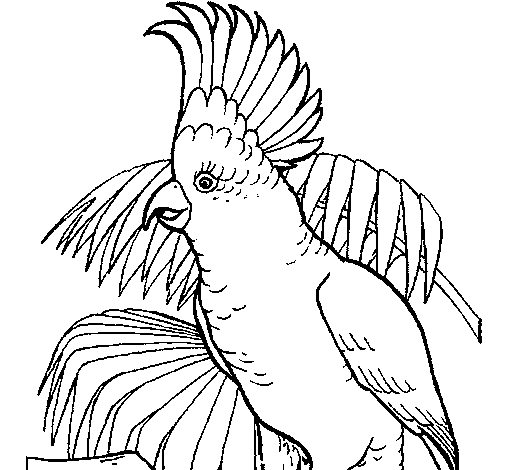Cockatoo coloring page - Coloringcrew.com
