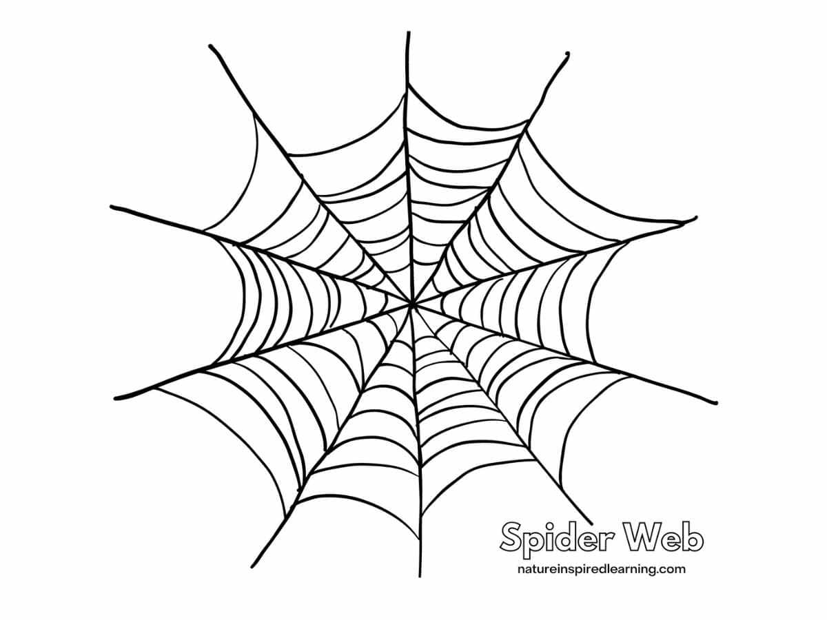 Spider Web Coloring Pages - Nature ...