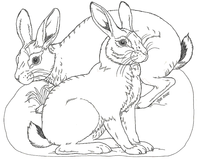 Bunny Rabbit Coloring Pages | Baby Shower Ideas