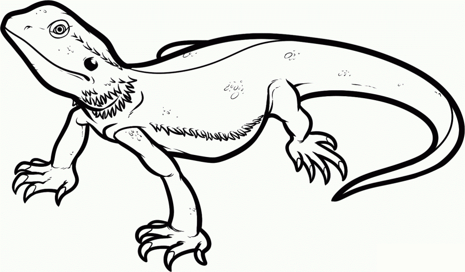 Chameleon Coloring Pages For Kids Free Coloring Pages 266139 