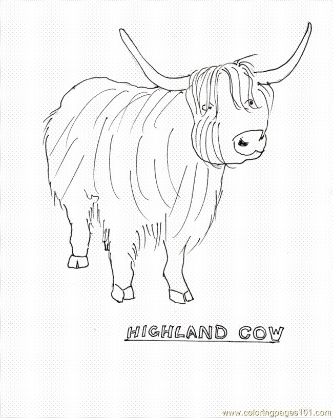 Highland Cow Colouring Pages