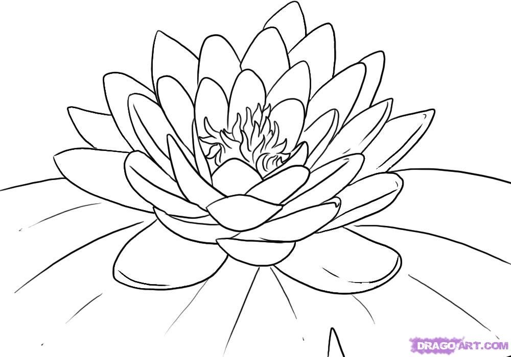 Lily Pad Coloring Page - Coloring For KidsColoring For Kids