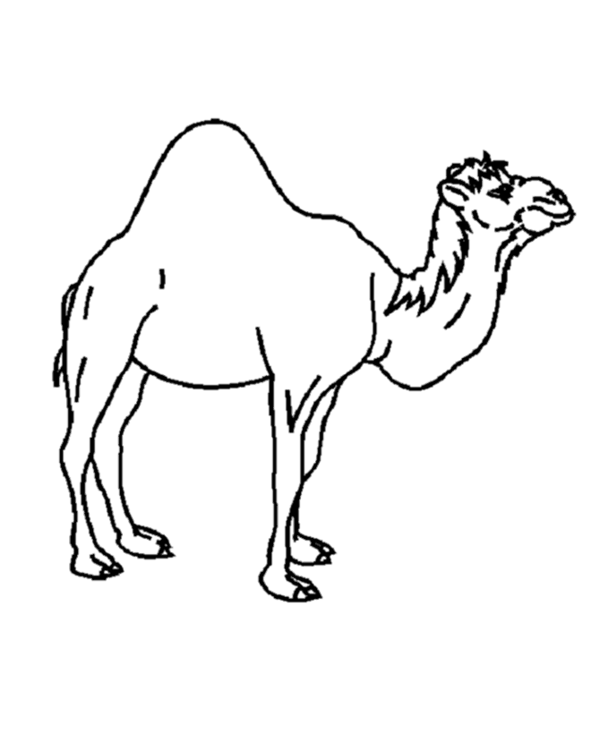 Single Hump Camel Coloring Pages | Camel Coloring Page and Kids 