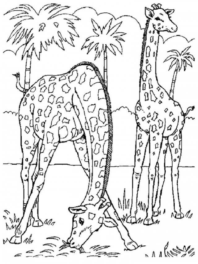 Giraffe coloring sheets | Coloring Pages
