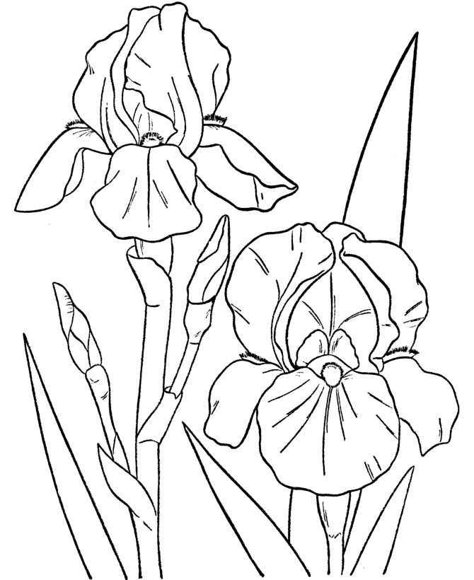 Spring flowers coloring page free printable for a girls 