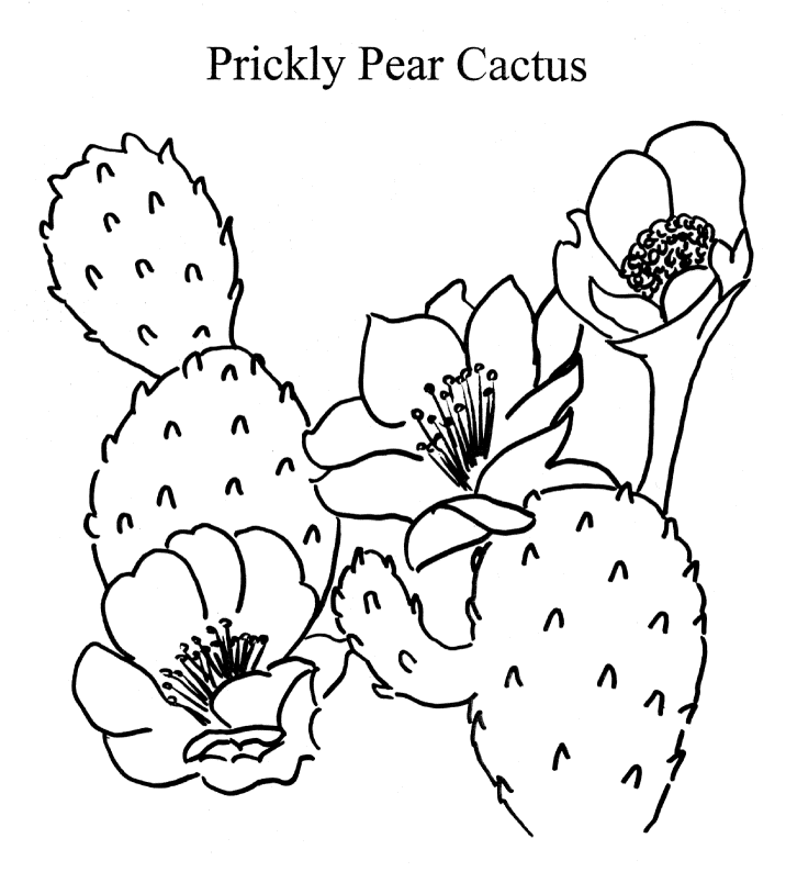 Prickly Pear Cactus Drawing Images & Pictures - Becuo