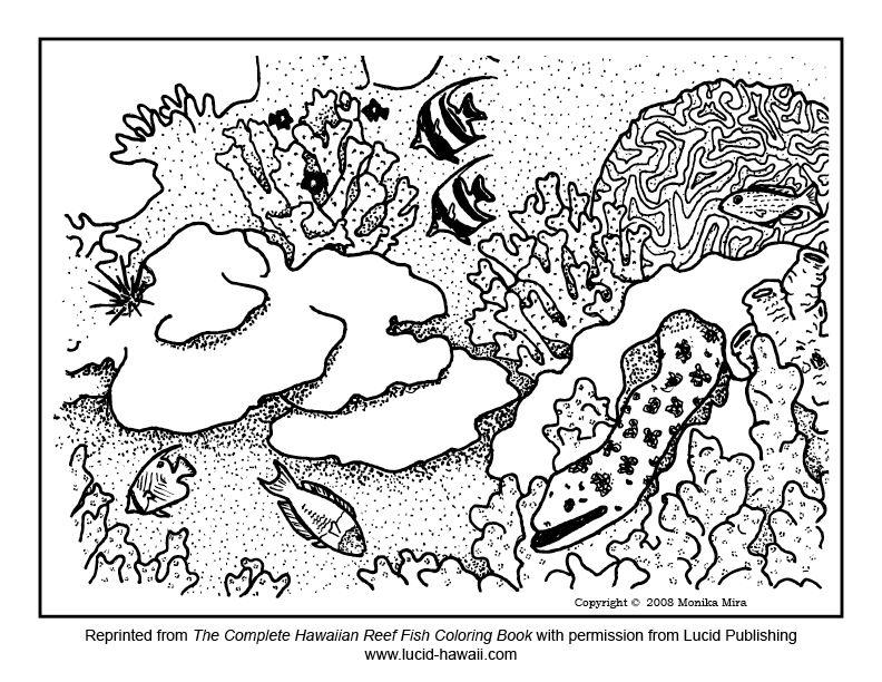 Kauai Snorkeling: Free Reef Fish Coloring Sheets