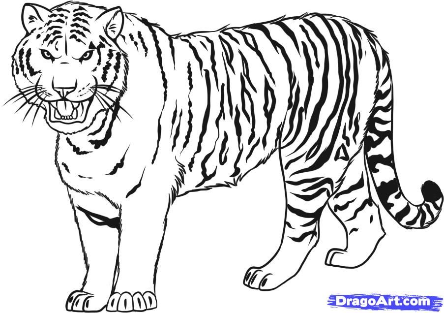 How to Draw a Tiger, Step by Step, Rainforest animals, Animals 