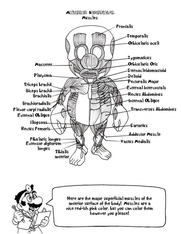 Pig Anatomy Coloring